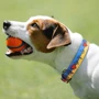 Ошейник HiDog Жизнь размер XL ширина 2.5см обхват шеи 43-66см (105\1033): Производитель HiDog