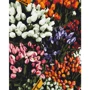 Картина по номерам Brushme Ярмарка тюльпанов 40x50 см (BS52646)