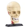 Модель черепа с нервами Edu-Toys сборная, 9 см (SK010)