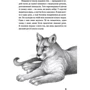 Катя Брандіс: Діти лісу. Книга 3. Таємниця Голлі: Обкладинка Тверда