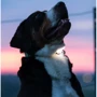 Ліхтарик Max & Molly Matrix Ultra LED - Safety light-Sky Blue Hanging Pack (4894512019881): Призначення Для всех пород