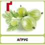 Алфавіт. 33 картки: Виробник Сова