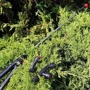 Ручний обприскувач GRUNTEK HS-12-3 (296002123): Спосіб транспортування (перенесення) за спиною (ранцевий)