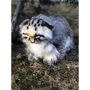 Мягкая игрушка Hansa Кот Манул, который стоит, 30 см: Тип дикие животные