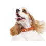 Ошейник Collar Glamour с узором Звездочка Светящийся 21-29 см 12 мм оранжевый (4823089301112): Рассрочка Кредит, 4 месяца, 6 месяцев, 8 месяцев, 15 месяцев, 25 месяцев, 20 месяцев, 36 месяцев
