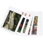 Big English Starter Flashcards: Виробник Pearson Education