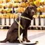 Поводок короткий для собак Max & Molly Short Leash - Monkey Maniac S (4894512050310): Длина 1.2 м