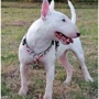 Шлейки для собак Max & Molly H-Harness - Watermelon S (4894512015784) фото 3