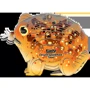 Сборная 3D модель Eugy Зоопарк: Пустынная лопатоногая лягушка (XEG-117)