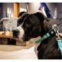 Ошейник Max & Molly Smart ID Collar - Matrix 2.0 Turquoise/L для собак (4255636811025): Назначение Для больших пород