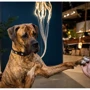 Ошейник Max & Molly Smart ID Collar - Matrix 2.0 Black/M для собак (4255636809268): Ширина 2.5 см