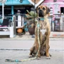 Нашийник для собак Max & Molly 22-35 см (4894512053021) Smart ID Collar - Sweet Pineapple/XS: Призначення Для всех пород