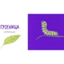 Катерина Таберко: Комахи: Обкладинка Тверда