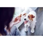 Лакомство для собак Purina Dentalife Small малых пород для здоровья зубов и десен 115 г (12452479) фото 7