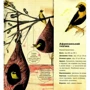 Даніель Нассар: Архітектори у світі тварин: ISBN 978-617-7329-08-3