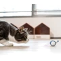Интерактивная синяя мышка для кошек Cheerble Wicked Mouse Prussian Blue Синий (6971883204240): Производитель Cheerble