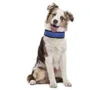 Нашийник Croci Harness Fresh охолодний синій 50х6 см (C5020254): Виробник Croci