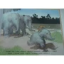 Фатіма Шарафеддін: Няня для слоненяти: ISBN 978-5-91921-106-8