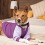 Толстовка Pet Fashion LILAC M (4823082427741): Тип Толстовки
