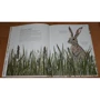 Хелен Апорнсири: Год в лесу: ISBN 978-5-00117-318-2
