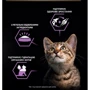 Влажный корм Pro Plan Kitten для котят мусс с курицей 85 г (7613033568619): Возраст Котята