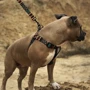 Шлей Hidog Boha green 26-40см/1см (125\1004): Виробник HiDog