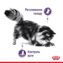 Сухой корм Royal Canin Sterilised Appetite Control для стерилизованных котов 3.5 кг (2563035): Вес упаковки 3.5