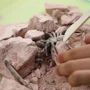 Набор для раскопок насекомых 4M (00-03397): Производитель 4M