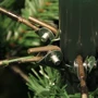 Сосна искусственная Black Box Millington зеленая со снегом, 1.55м: Вид Сосна заснеженная