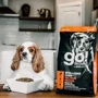Сухой корм для щенков и взрослых собак GO! SKIN+COAT Salmon Recipe with grain dog formula - Гоу! с лососем 1.6 кг (815260002912)