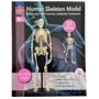 Модель скелета человека Edu-Toys сборная, 24 см (SK057): Производитель EDU-Toys