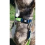 Ошейник для собак Max & Molly Urban Pets Smart ID Collar - Matrix Lime Green/XS 22-35 см (4894512017313): Назначение Для всех пород