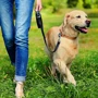 Пі Пост Simple Solution Pee Post OUTDOOR POTTY TRAINING AID для навчання собак ходити в туалет (ss13000) фото 3