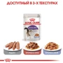 Влажный корм Royal Canin Sterilised в желе для кастрированных котов и стерилизованных кошек 85 г (4156001): Порода Все породы
