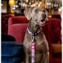 Поводок короткий для собак Max & Molly Short Leash - Cherry Bloom XS (4894512049956): Вид Обычный