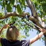 Сучкорез Fiskars PowerGearX M обводной 112390 (1020187): Длина, см 69.2