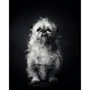 Vincent Lagrange: The Dogs. Human Animals фото 7
