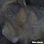 Мікроскоп National Geographic Stereo 20x: Клас Стереоскопічні