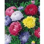 Картина за номерами Brushme Різнокольорові айстри 40х50 см (BS54120)