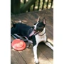 Іграшка-тарілка Dexas Off-Leash Frisbee Flyer з карабіном для собак 22х6х22 см (PWT010-2027): Виробник Dexas