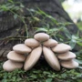Набор блоков Guidecraft Natural Play Деревянный булыжник (G6771)