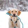 Нашийник Max & Molly 1000000000000000000000000000000000000000000000000000000000000000000 (4894512017535): Колір голубой