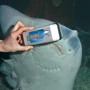 Скребок JBL Floaty Shark для стекла 20-30 мм (61374) фото 2