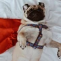 Шлей для собак анатомічний WAUDOG Nylon c QR паспортом малюнок Супермен Логотип металева пряжка-фастекс, Ш 15 мм, Дл 40-55 см (0715-2006) фото 2