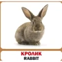 Комплект: 100 слів про тварин + картки фото 13