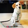 Шлейка для собак Max & Molly Urban Pets H-Harness - Donuts/М 2 см 53-69 см (4894512016330) фото 2