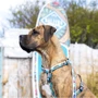 Шлейка для собак Max & Molly Urban Pets H-Harness - Aloha/M 2 см 53-69 см (4894512050754) фото 5