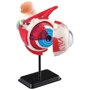 Модель очного яблука Edu-Toys збірна, 14 см (SK007): Вид наука и техника