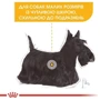 Сухой корм Royal Canin Mini Dermacomfort для собак с чувствительной кожей, склонной к раздражениям 1 кг (2441010): Вес упаковки 1 кг