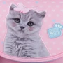 Рюкзак Kite Education каркасный 501 Studio Pets (SP24-501S): Корпус рюкзака Каркасный